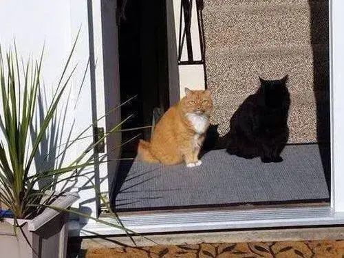 你敢不敢睁眼,敢不敢看一眼别的猫的影子