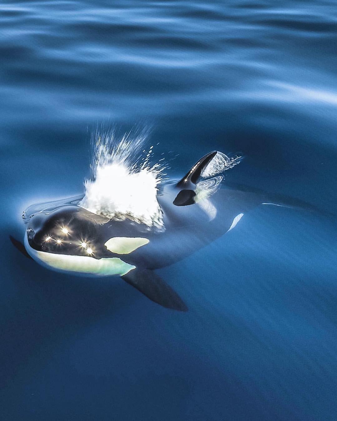 有什么好看的虎鲸图片