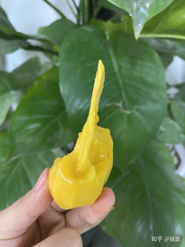 有无核芒果么? - 知乎