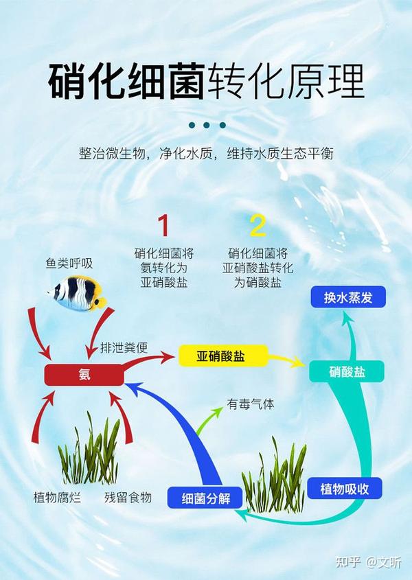 氨化细菌、硝化细菌和反硝化细菌的类型、作用和特点 - 知乎