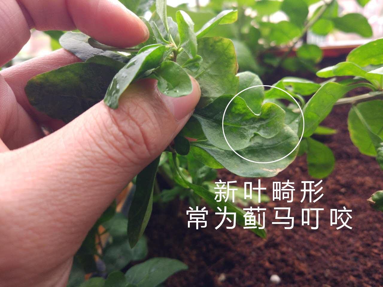 花木郎:野生的新鲜枸杞+枸杞叶栽培指南 - 知乎