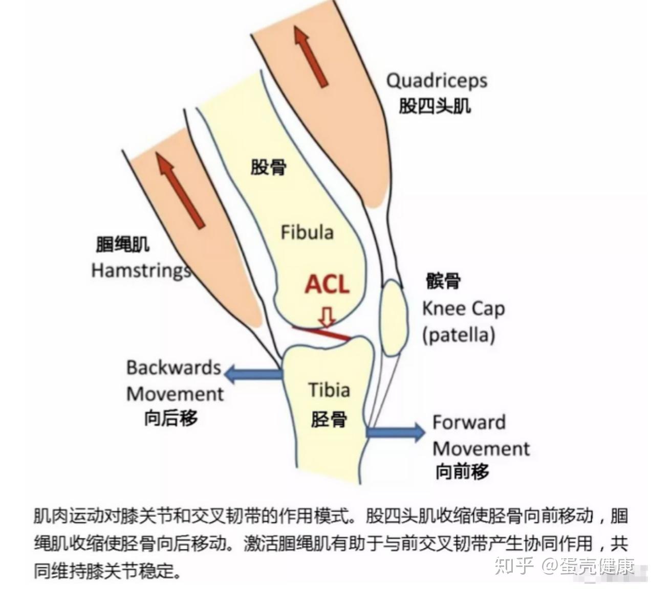 前交叉韧带损伤那点事---大白话版 - 知乎