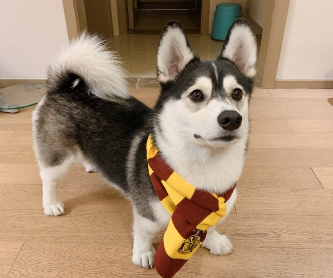 小短腿哈士奇突然火遍全网主人却辟谣它和二哈完全没有关系