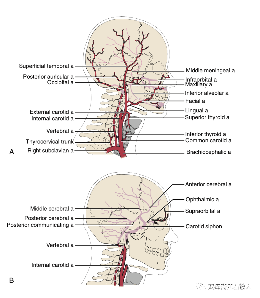 noteheadandneckanatomyvascularsupplyandvenousdrainage