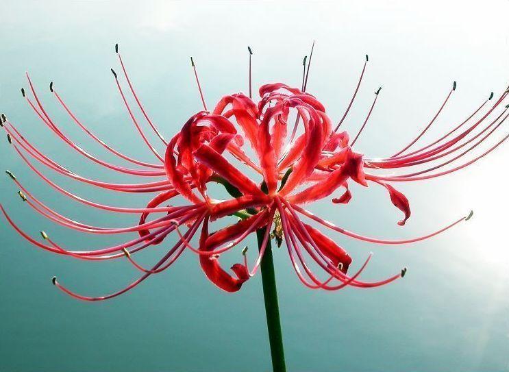 三途河畔彼岸花——这朵花,有什么故事?