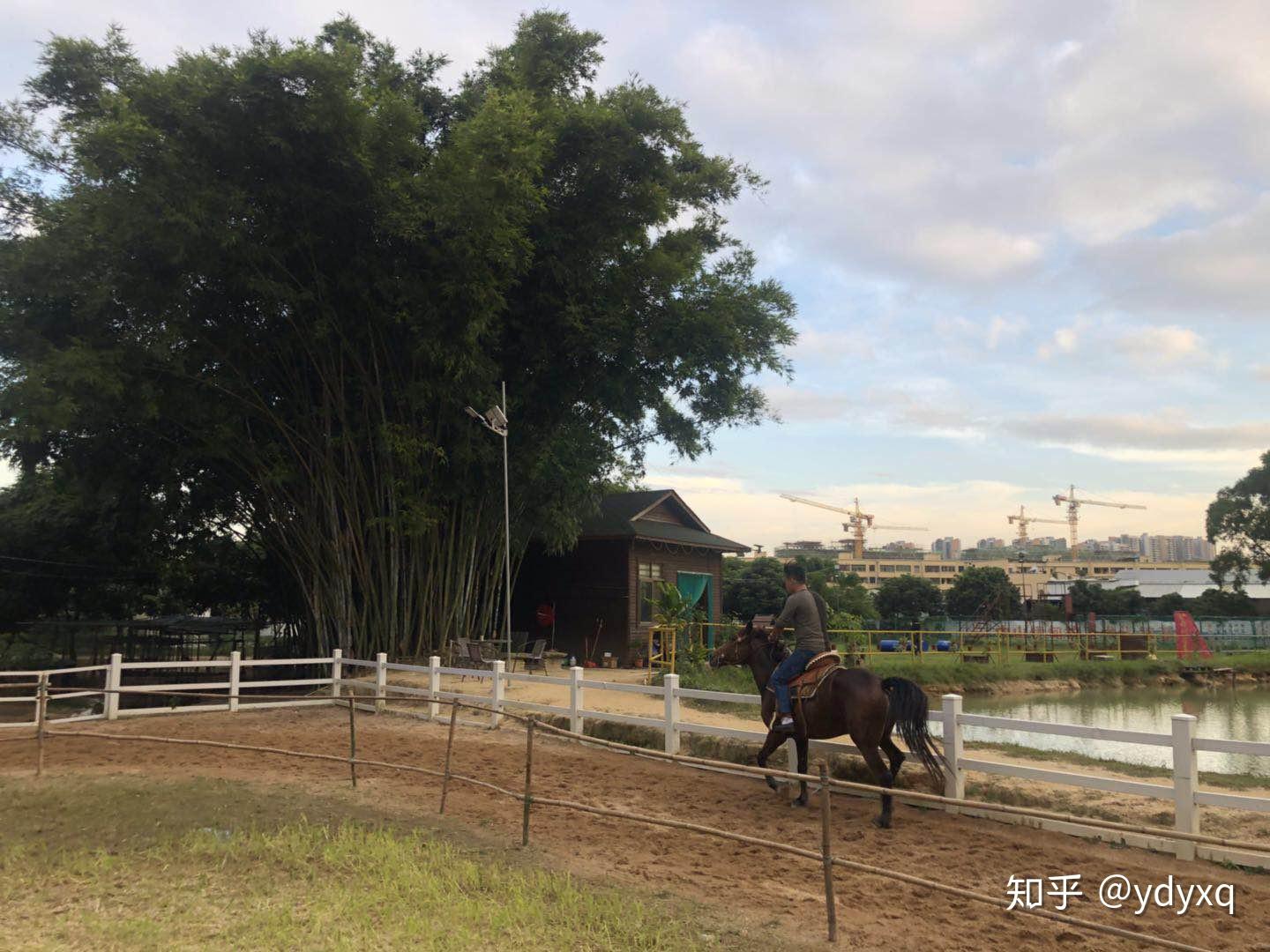 珠海有哪些马场想学骑马