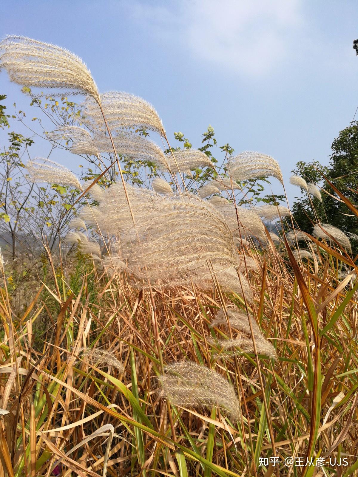 荻花何须秋瑟瑟——荻 - 知乎