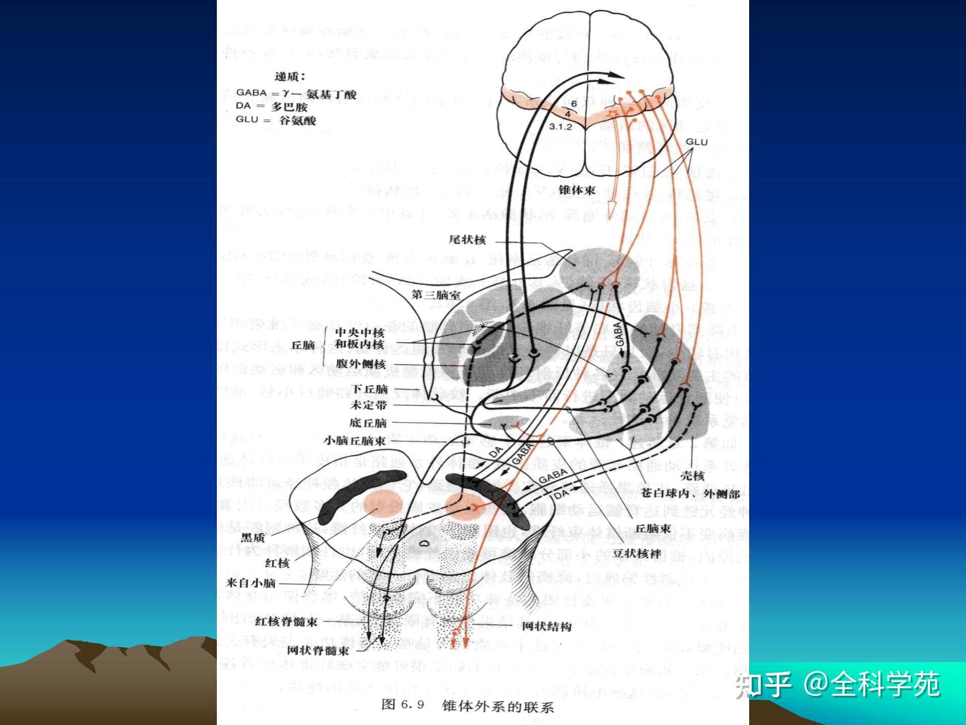 74 纹状体 - 苍白球环路74 黑质 - 纹状体环路74 大脑皮质-基底