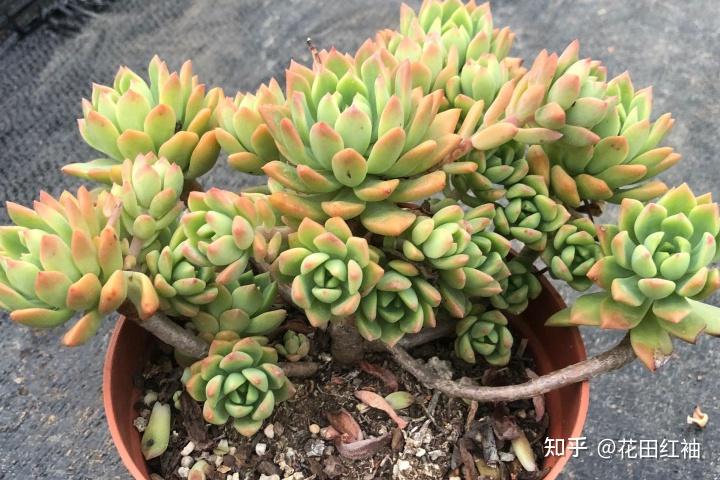 喜欢多肉老桩常见的8个品种不能少半年长成老桩适合新手