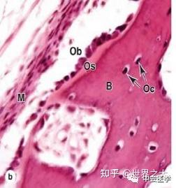《组织学与胚胎学》复习提纲 - 知乎