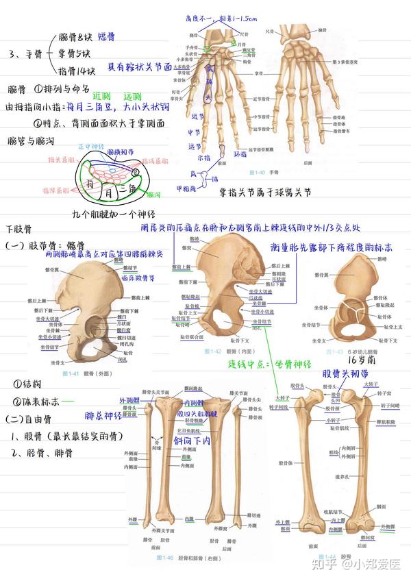 系统解剖学手写笔记全套收藏 知乎 