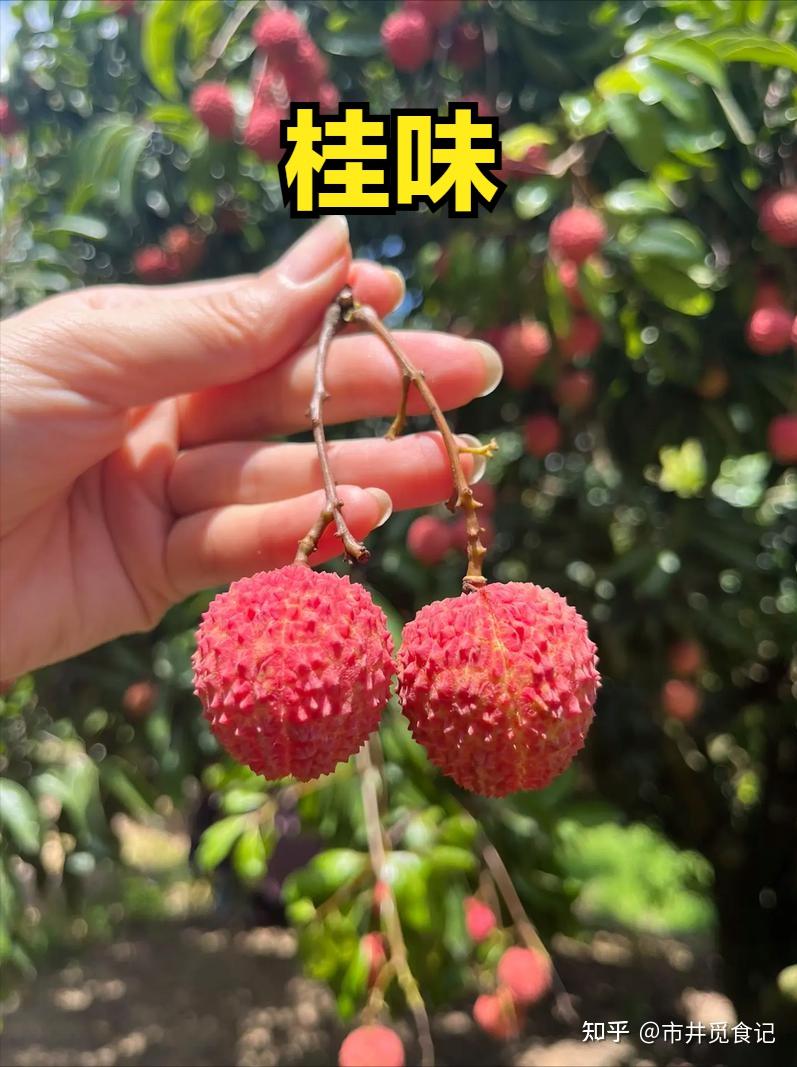 荔枝上市时间表收好!按时间买,从4月吃到7月,月月都有新鲜果 - 知乎