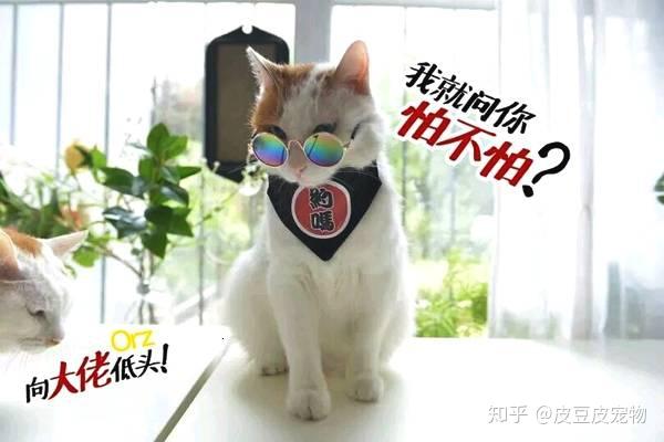 戴上墨镜的猫咪 知乎