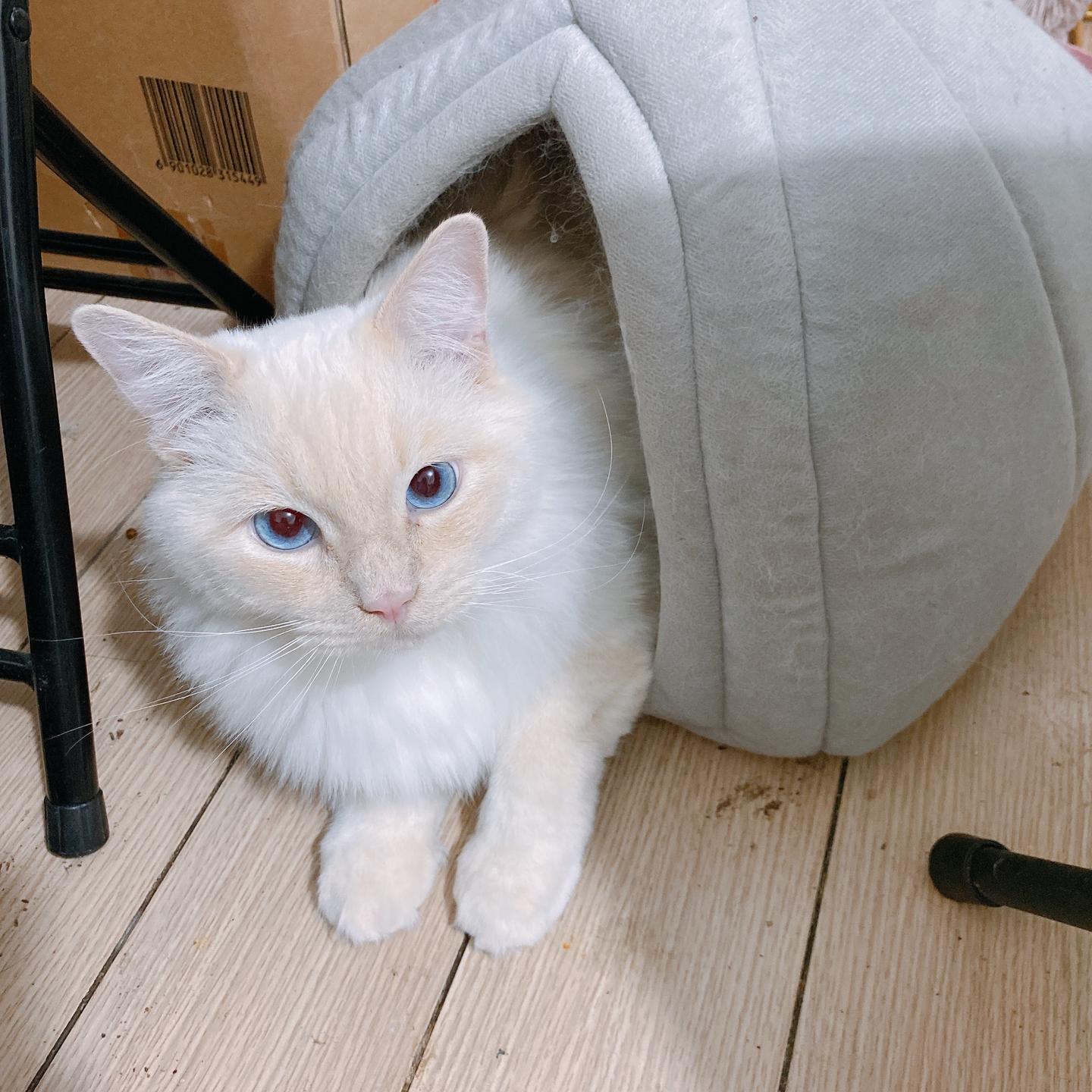 v2-8bf555167c0aeada6d2ad3fccefff66a_1440w.jpg?source=172ae18b