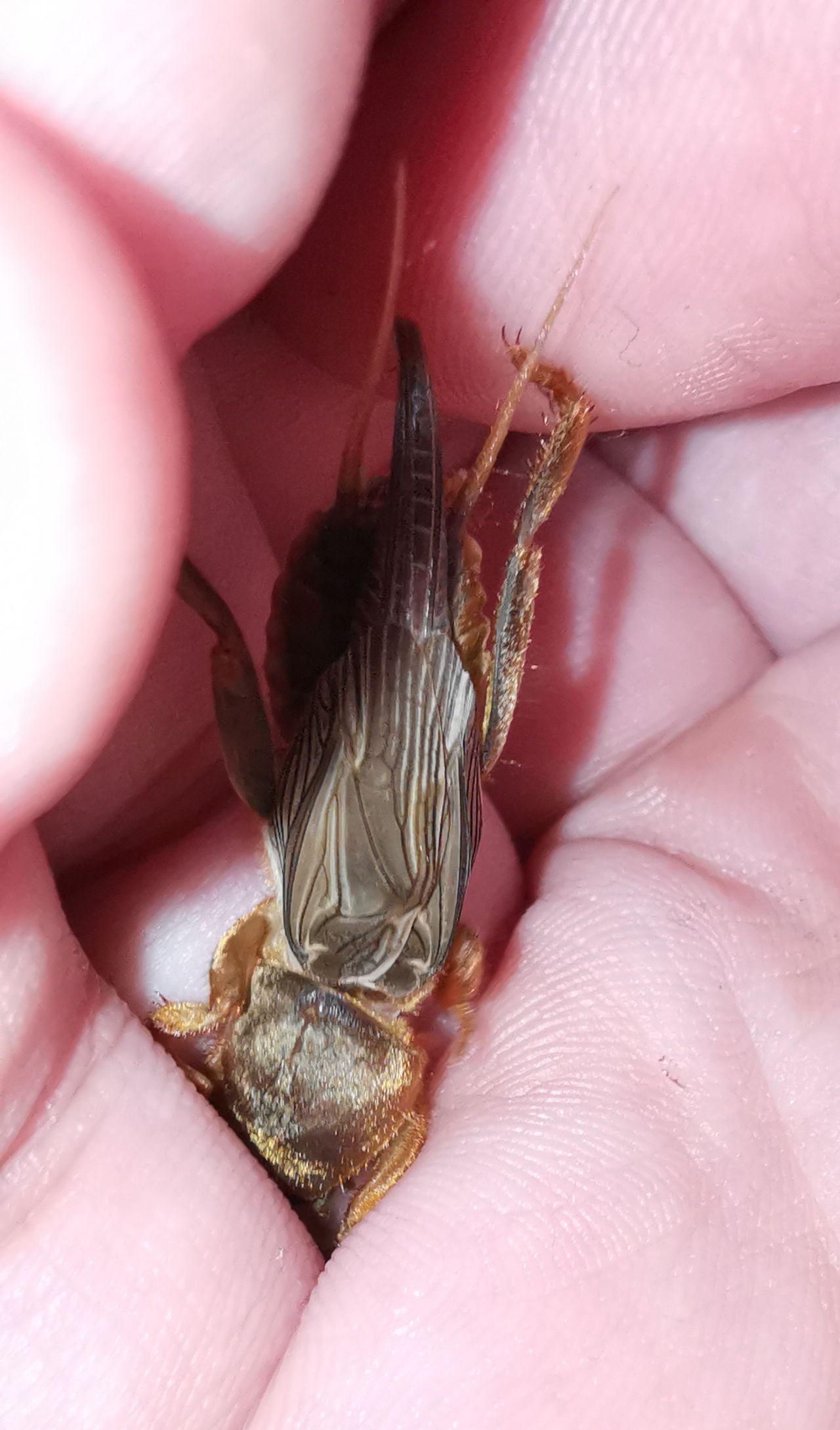 蝲蝲蛄为什么还没有毁灭人类文明? - 知乎