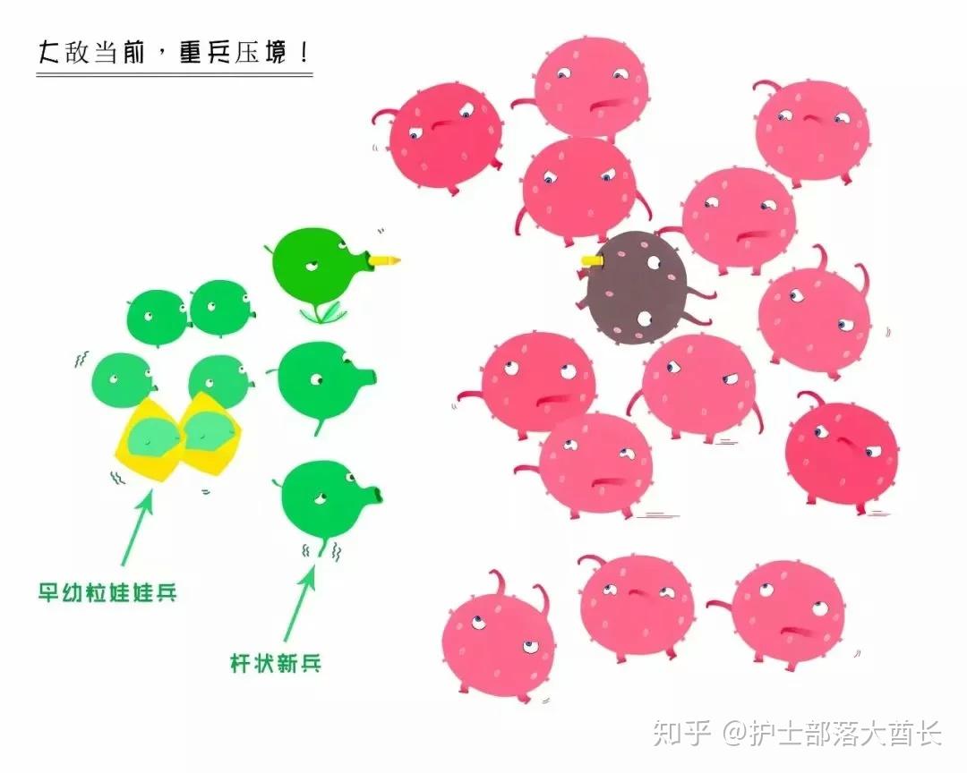 豌豆兵版中性粒细胞成长史让你瞬间弄懂核左移与核右移
