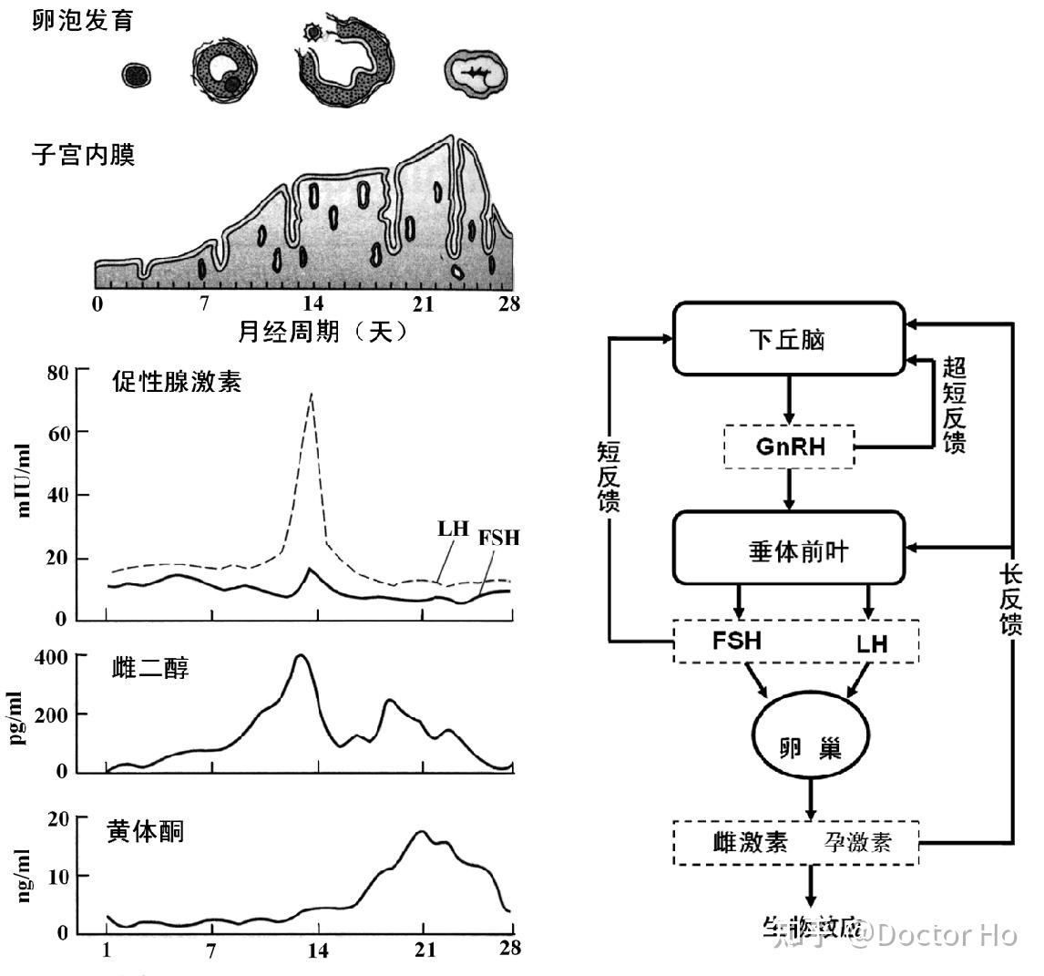 妇产科学速记第九版