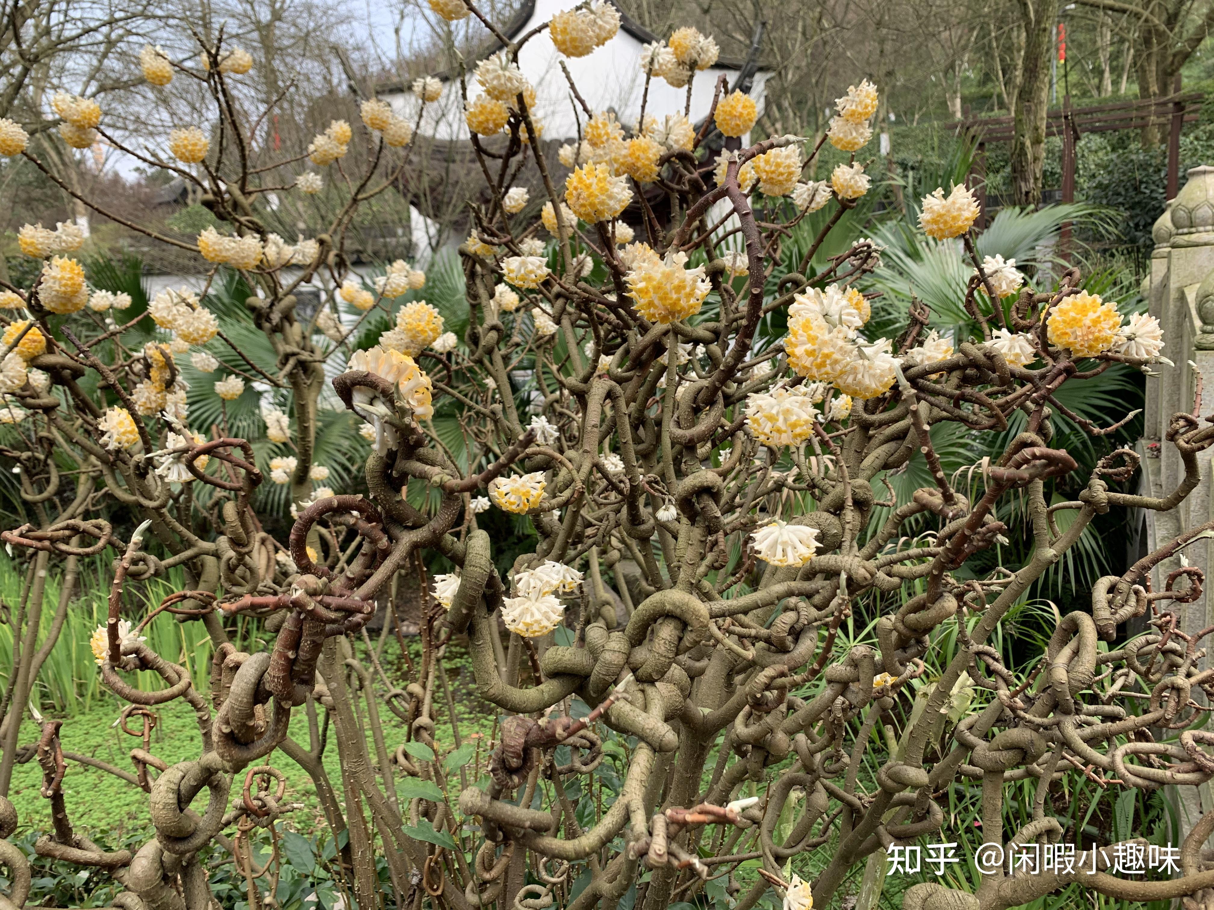 结香花花语(结香花花语打结)