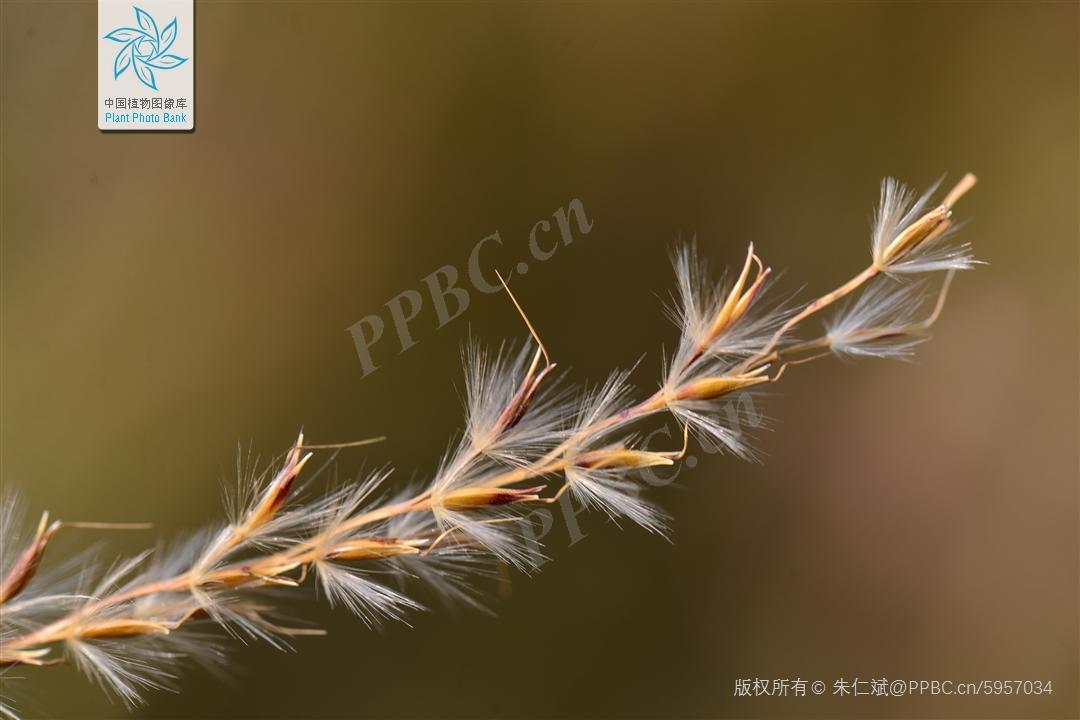 禾本科一些类似芦苇和芒的常见植物 - 知乎