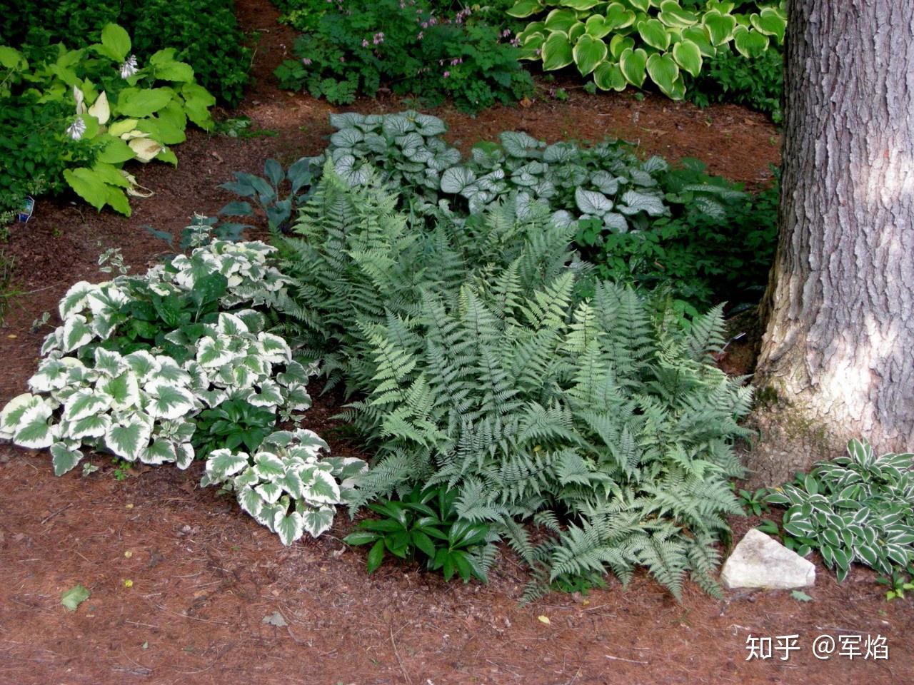 陰生花園植物指南蕨類篇上