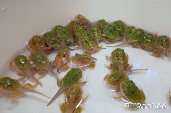 角蛙饲养十一之蝌蚪到蛙