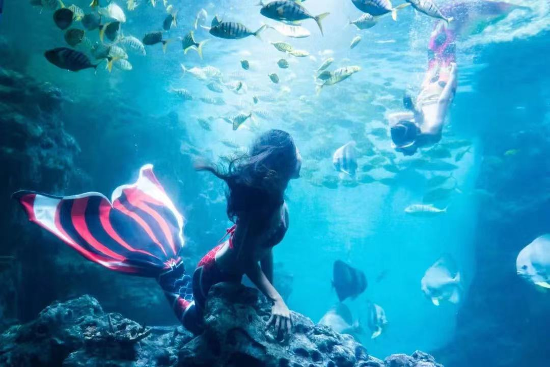 厦门椰风寨海洋科普乐园好玩吗附旅游年卡免费游玩攻略