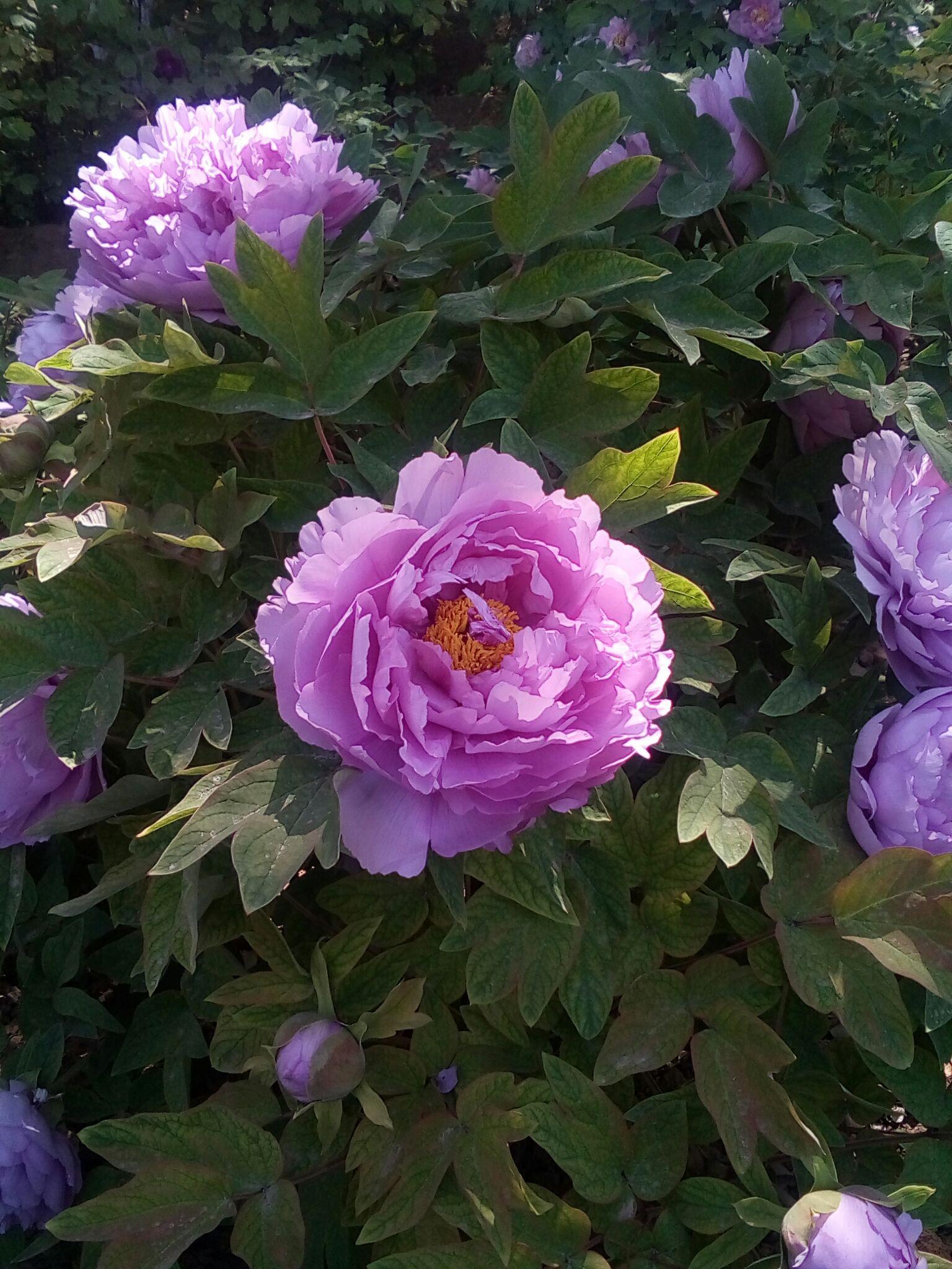 可以用什么财务模型分析ofo的盈利模式?