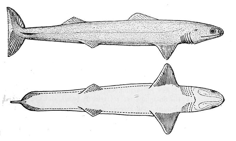泥盆纪板鳃亚纲的代表有裂口鲨(cladoselache)和栉棘鲨(ctenacanthus)