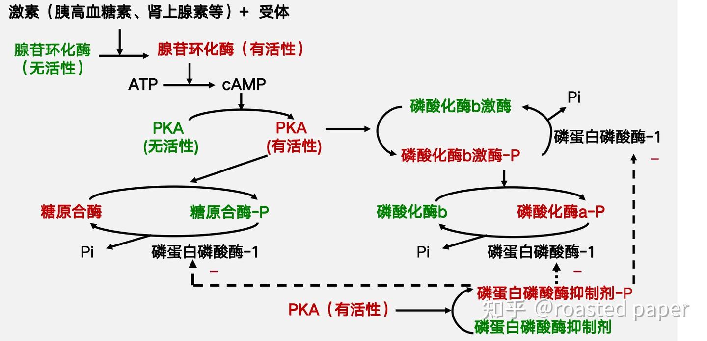 生化与分子生物学——代谢篇之糖代谢 - 知乎