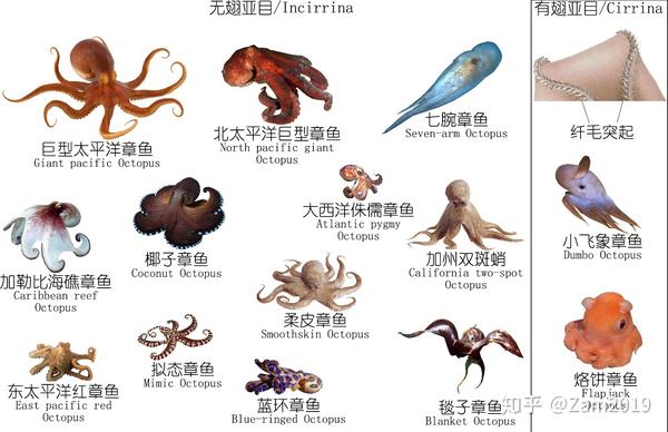 海鲜探索 深度研究章鱼 鱿鱼 墨鱼等软体动物 上 知乎