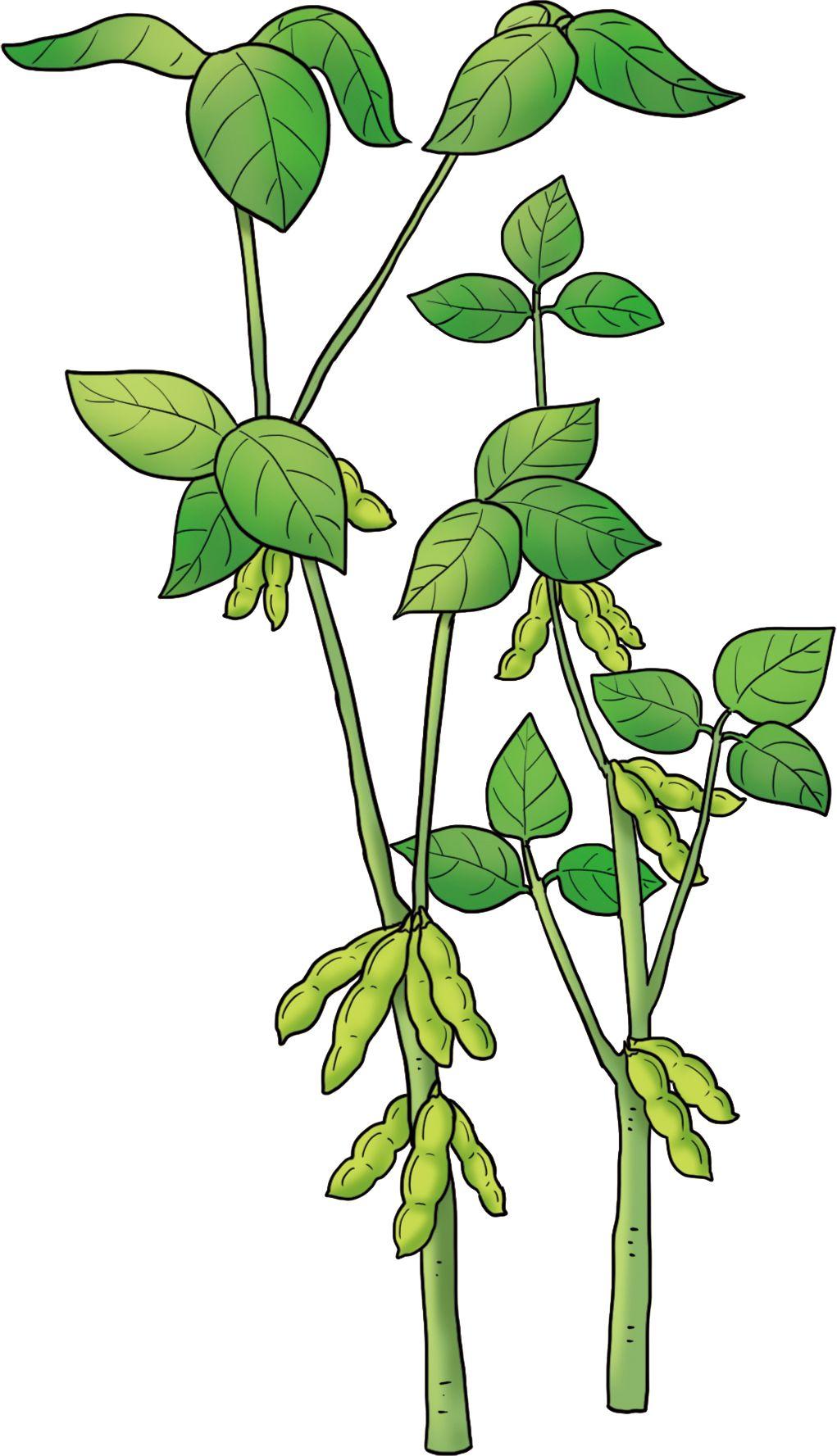 菽香悠远话大豆(一) | 中国——大豆的故乡 - 知乎