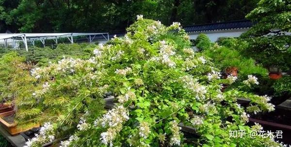 带数字开头的植物盘点与鉴赏 知乎