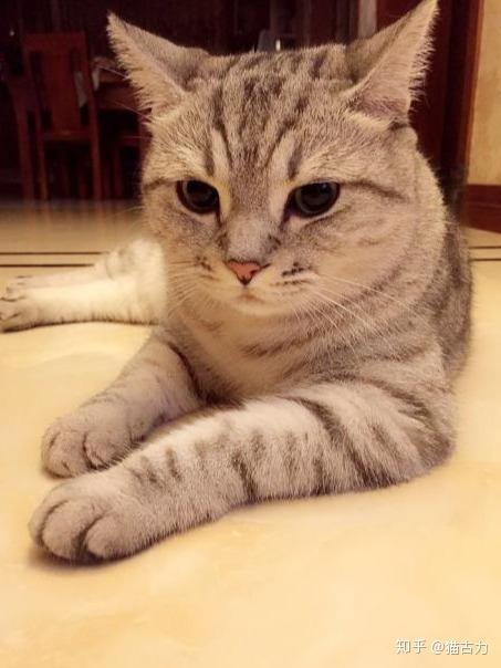 第一次养猫,养公猫好还是母猫好?