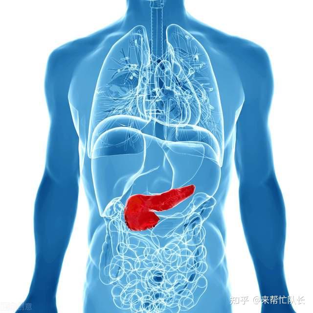 胰腺炎位置图图片