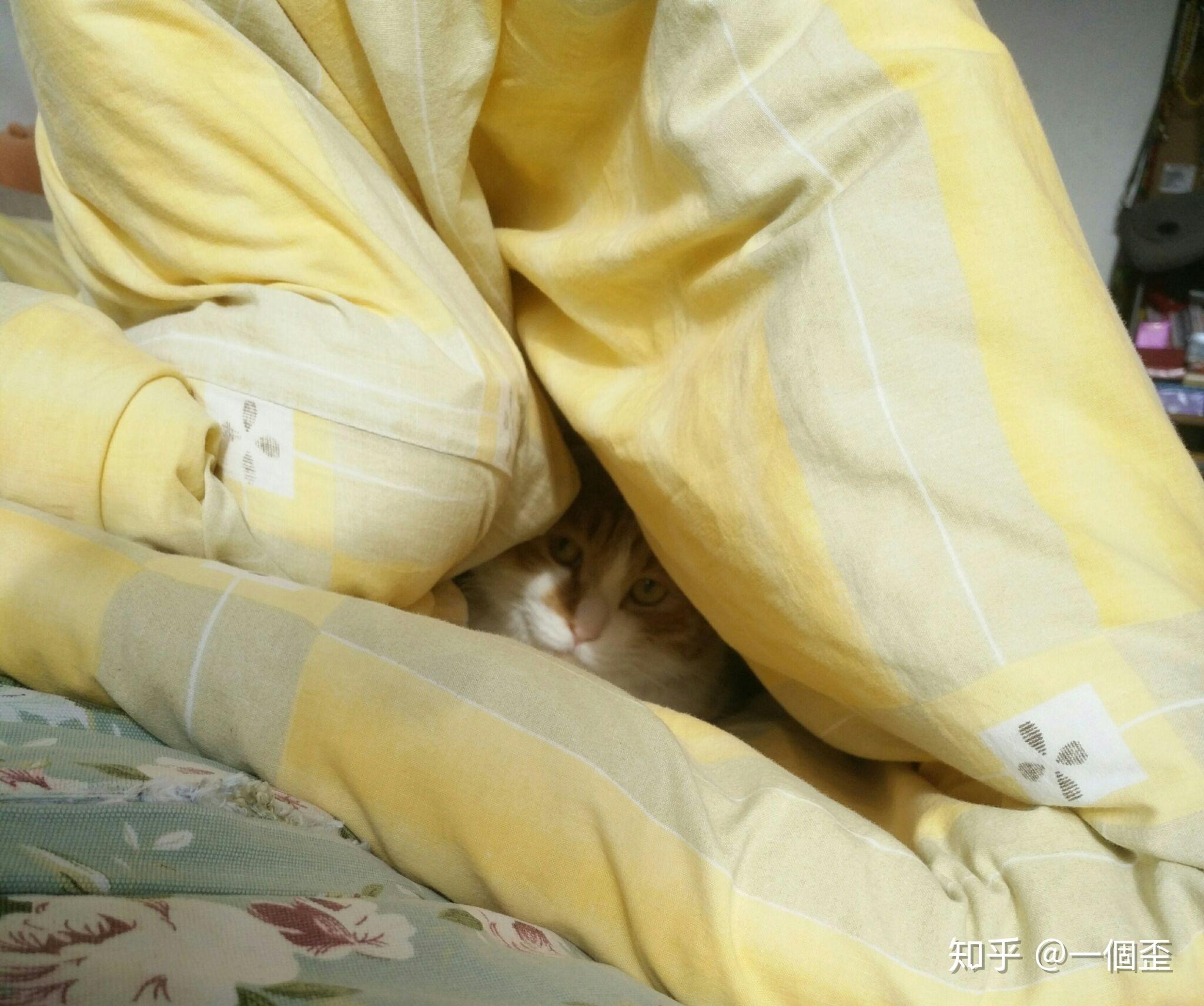 天气凉了你们的宠物会主动裹紧小被子再睡觉吗