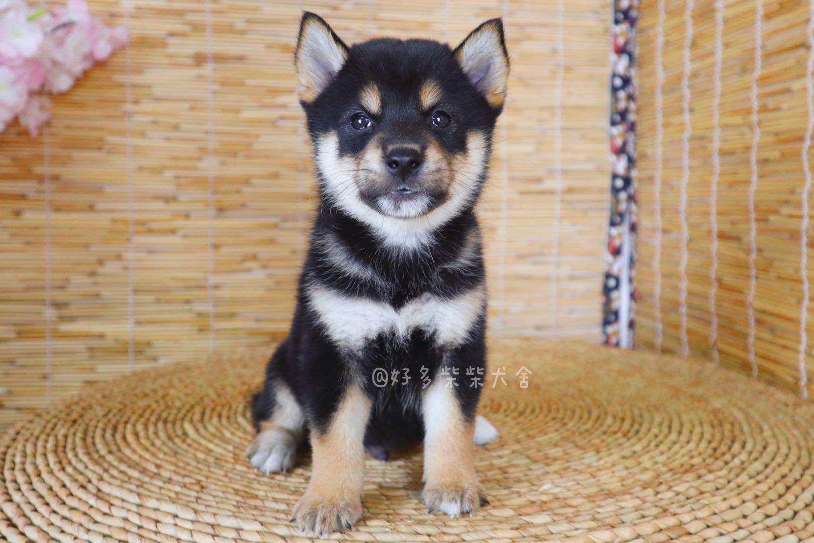 柴犬百科|黑柴该怎么挑选?黑柴价格是多少? - 知乎