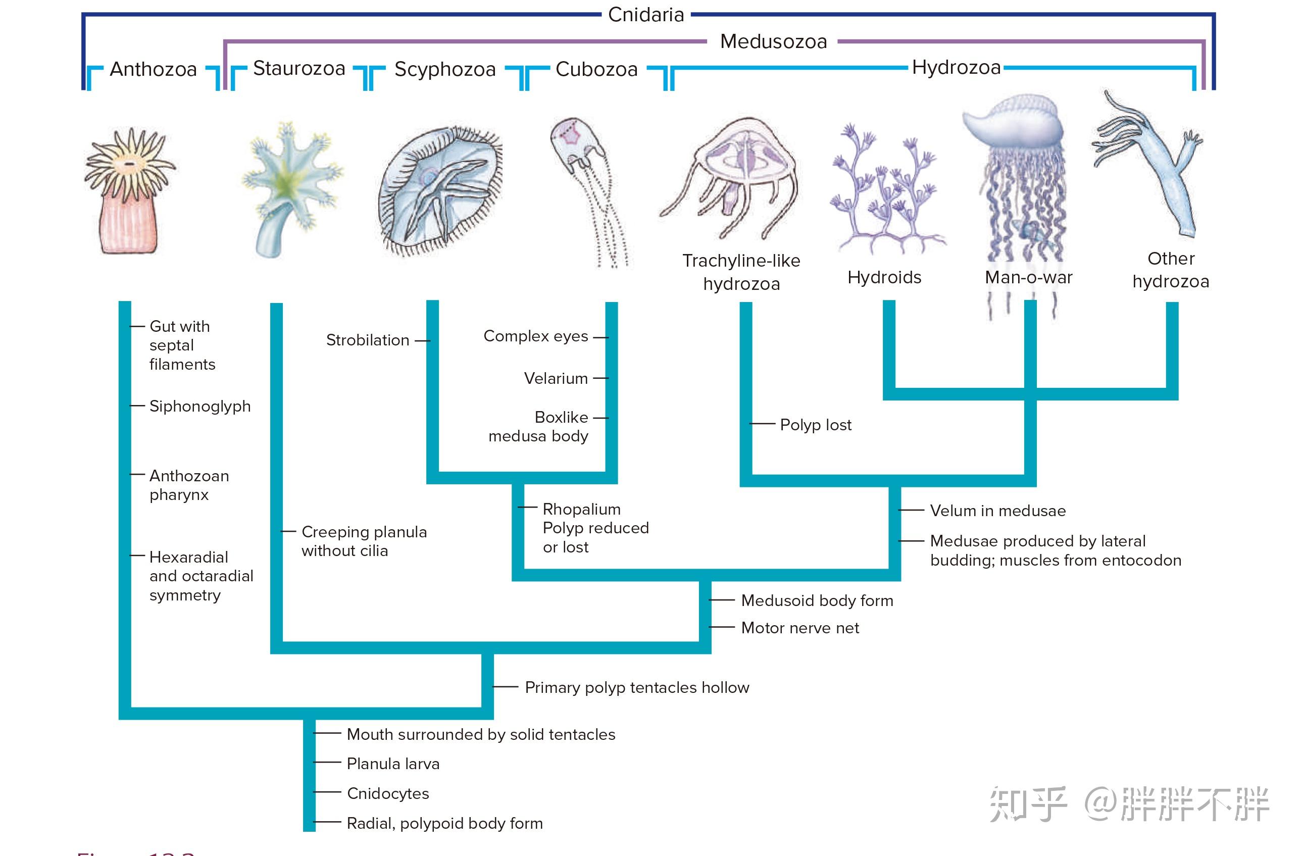 生物学笔记 · 刺胞动物门&栉水母动物门 - 知乎