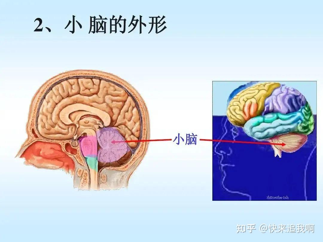 小脑在头部的位置图片图片