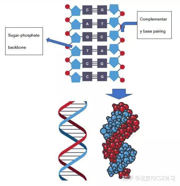 Alevel生物学习要点:DNA的结构 - 知乎