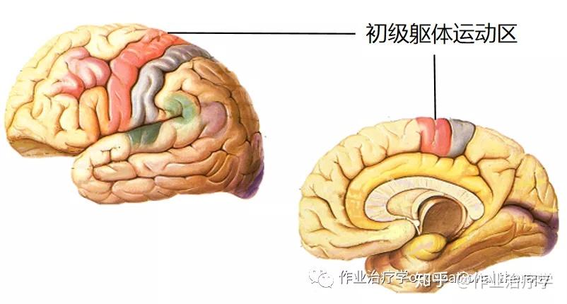 大腦的主要結構和功能