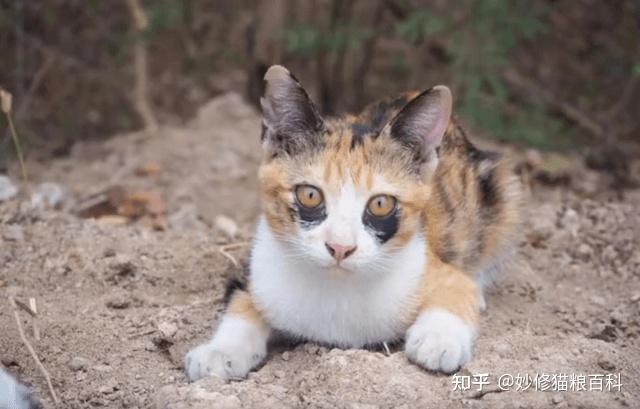 三花猫的7个“优缺点”,看完你还想养吗? - 知乎