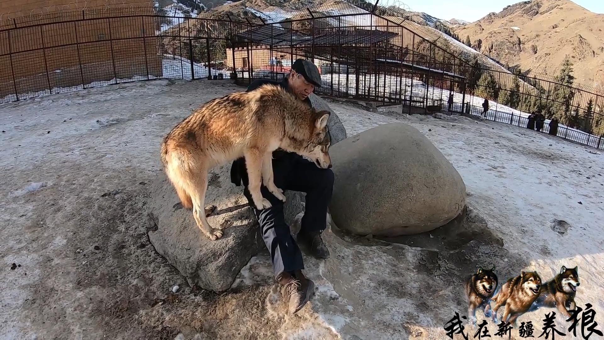 头狼带路的照片图片