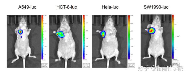 干货 关于小动物活体成像技术你了解多少？ 知乎