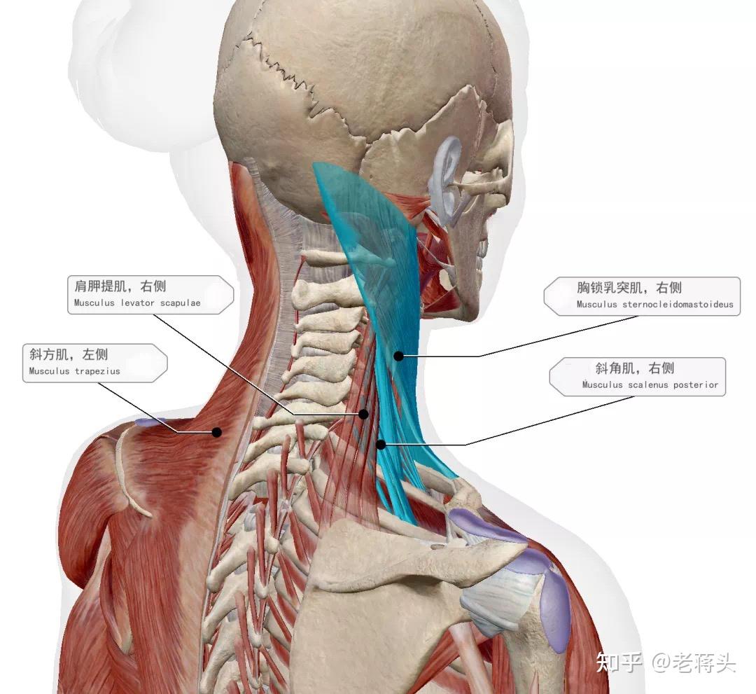 中国整脊学认为,由于颈部长期偏向一侧,易造成颈部肌群劳损,椎曲紊乱