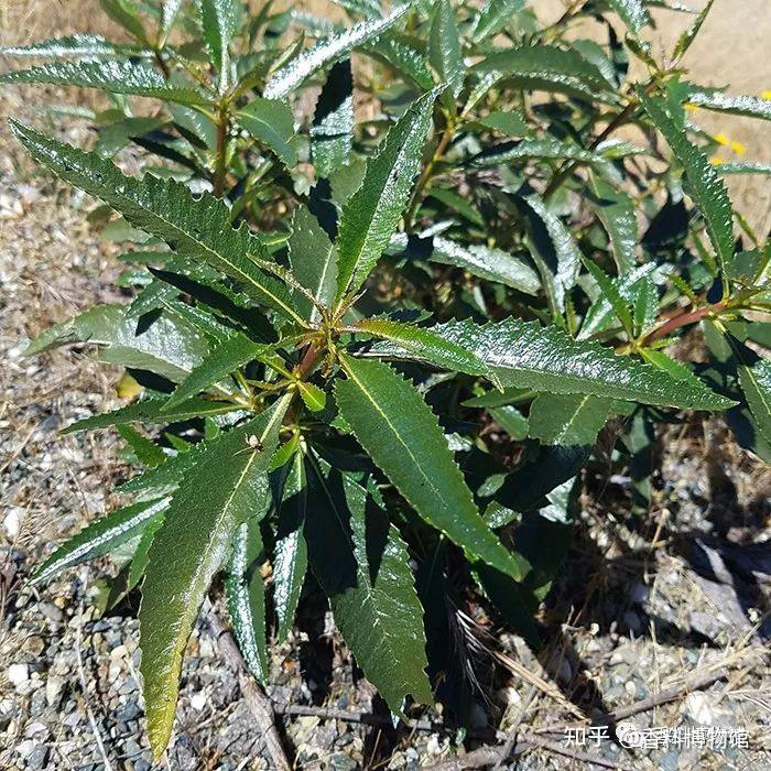 印度安人的聖药——北美圣草