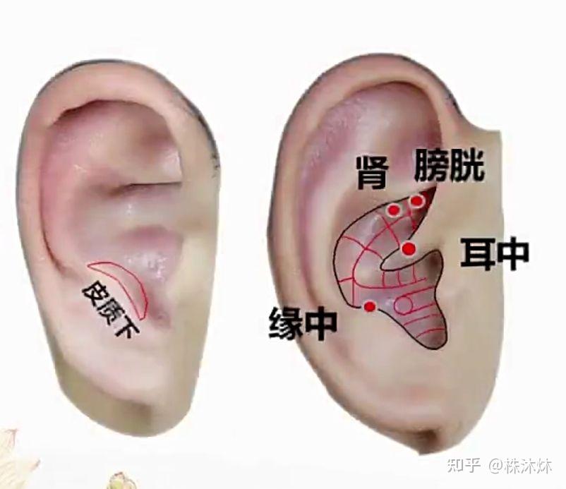 耳朵肾的准确位置图图片