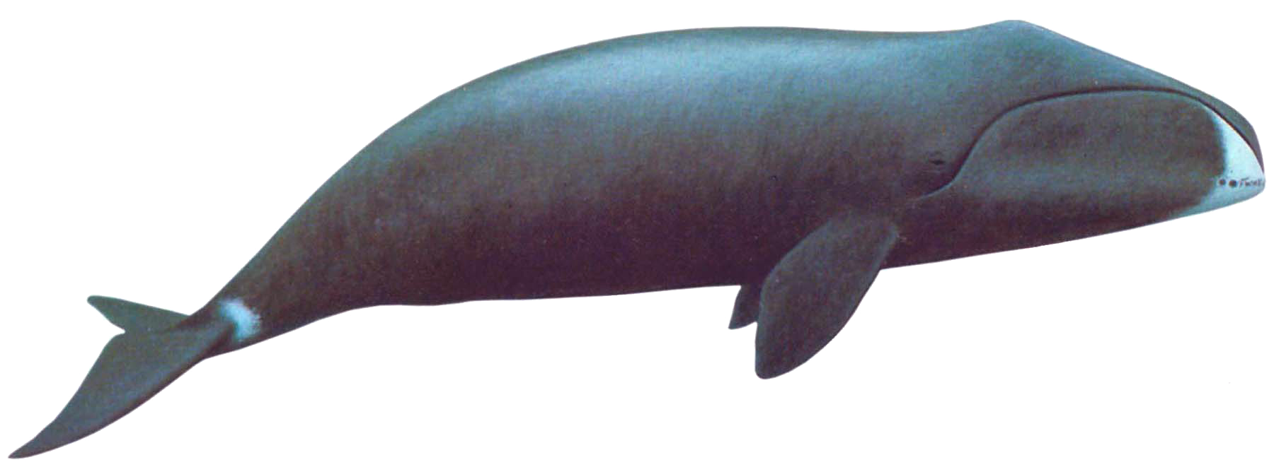 真正想学续命术的还是求助弓头鲸(bowhead whale)吧.