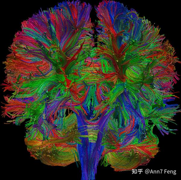 What Does The Technique Of Diffusion Tensor Imaging Dti Measure