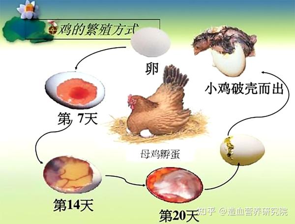 提高鸡胚孵化率的关键 - 知乎