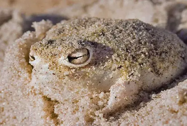 另类网红"蛙儿子"——大足短头蛙